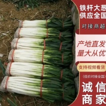 山东大葱铁杆大葱2026年现挖现发源头产地