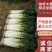 山东大葱铁杆大葱2024年现挖现发