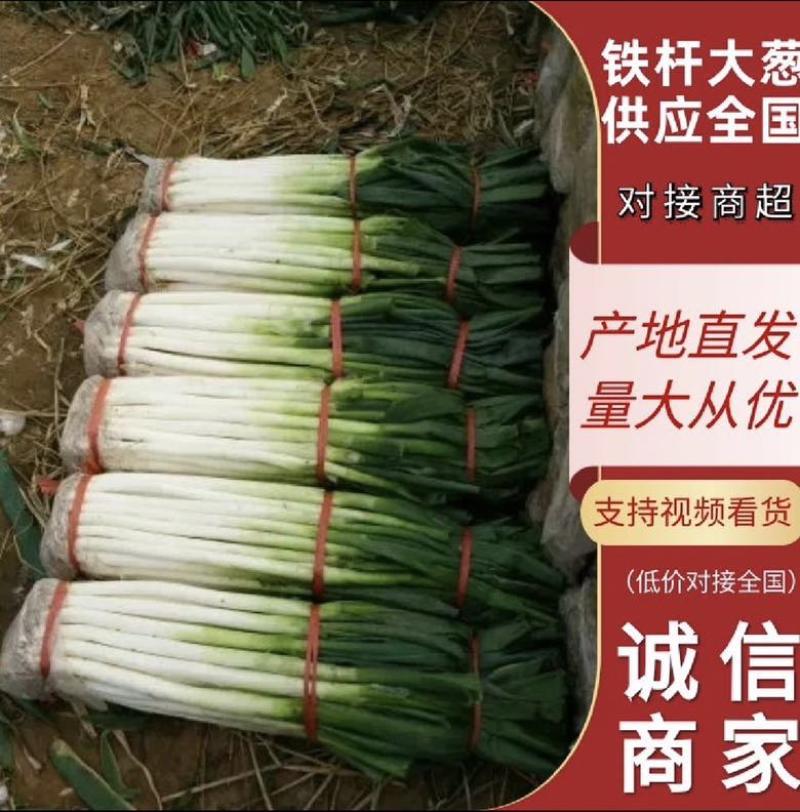 山东大葱铁杆大葱2024年现挖现发