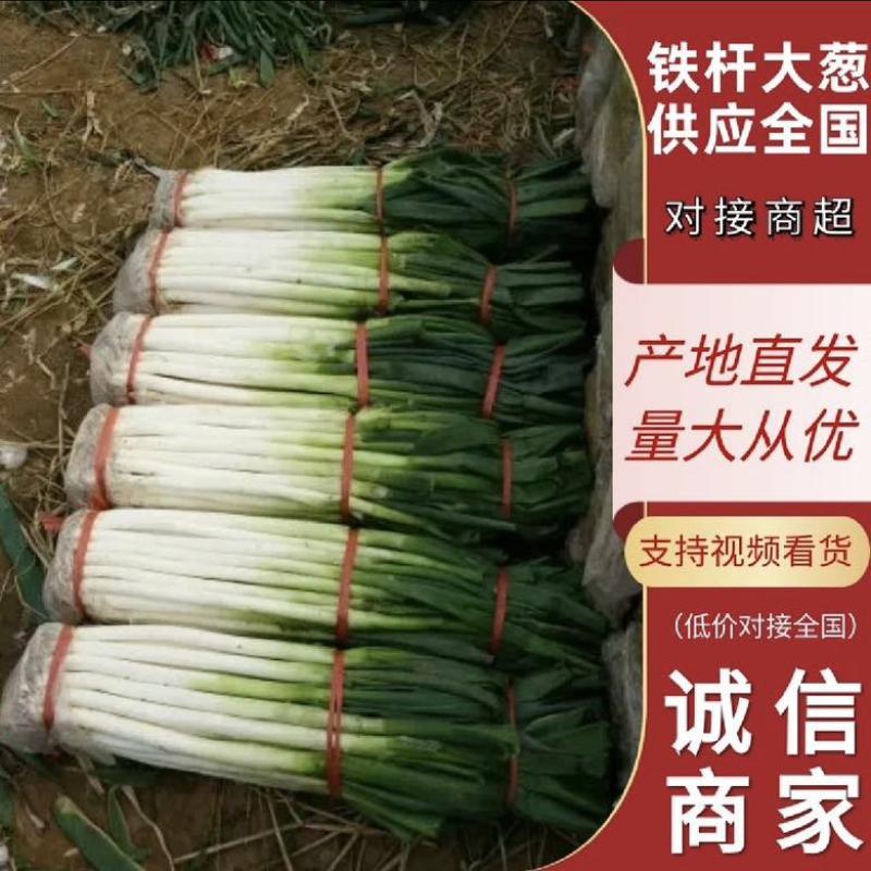 山东大葱铁杆大葱2024年现挖现发