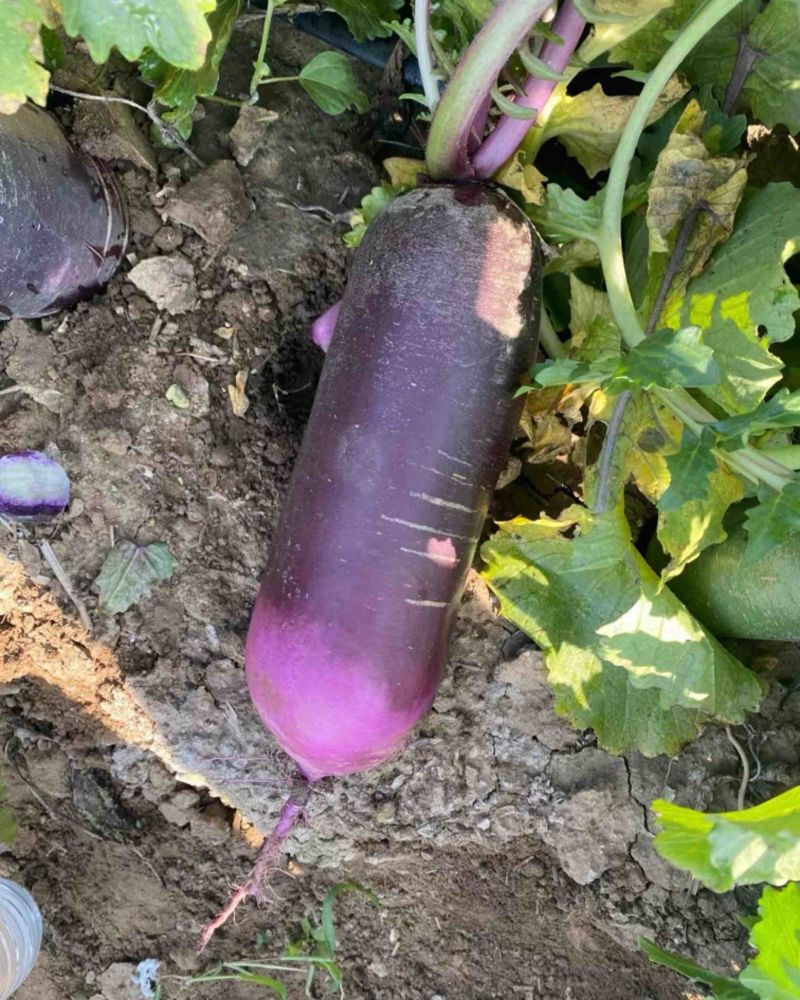 冰淇淋水果萝卜
