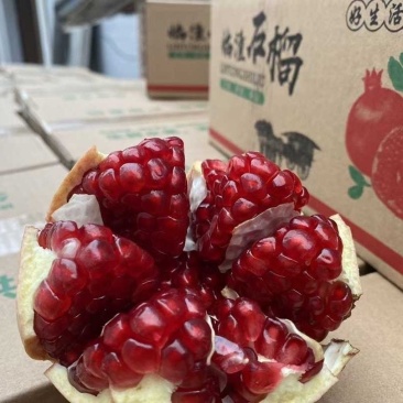 临潼硬籽石榴