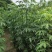 美丽木棉2-15分，大量低价出售