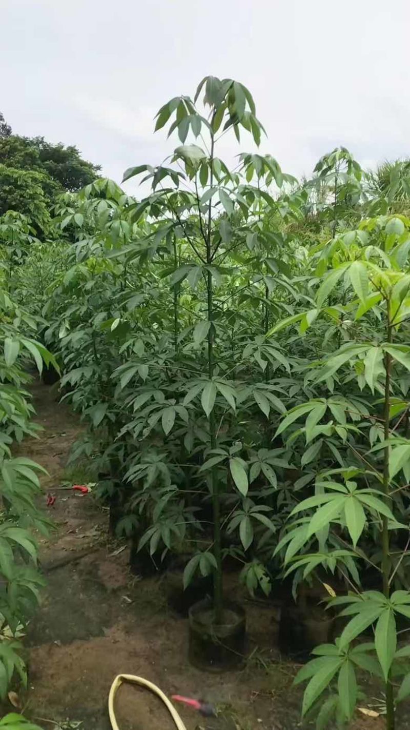 美丽木棉2-15分，大量低价出售
