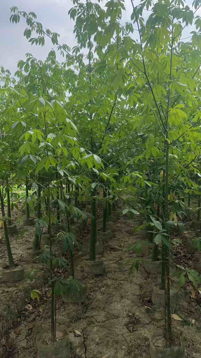 美丽木棉2-15分，大量低价出售