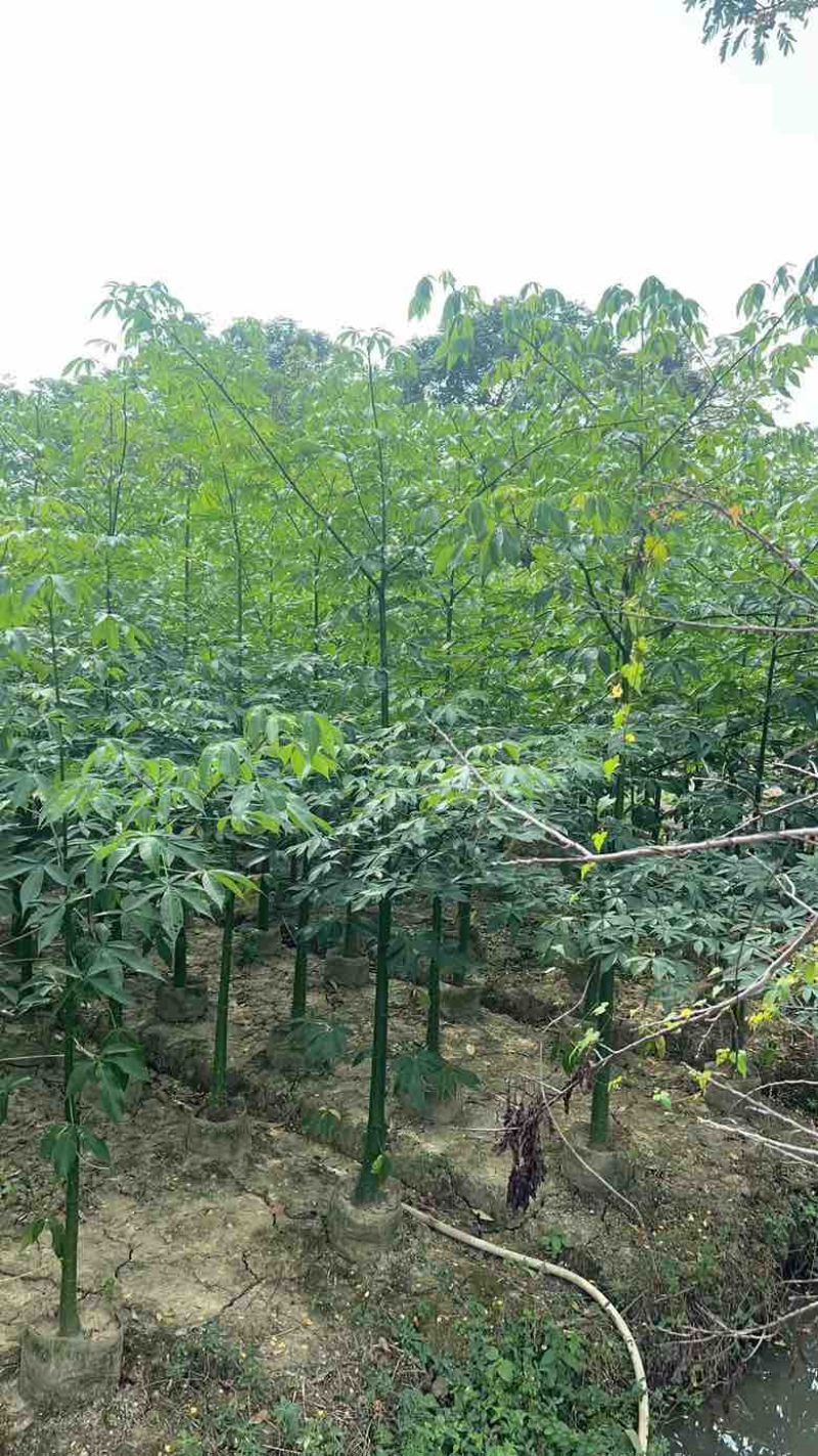 美丽木棉2-15分，大量低价出售