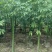 美丽木棉2-15分，大量低价出售