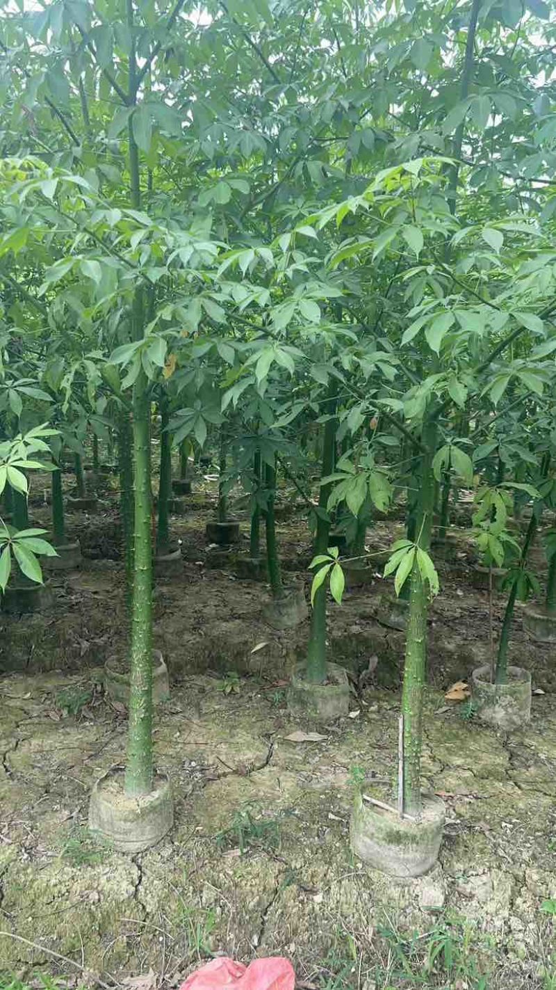 美丽木棉2-15分，大量低价出售