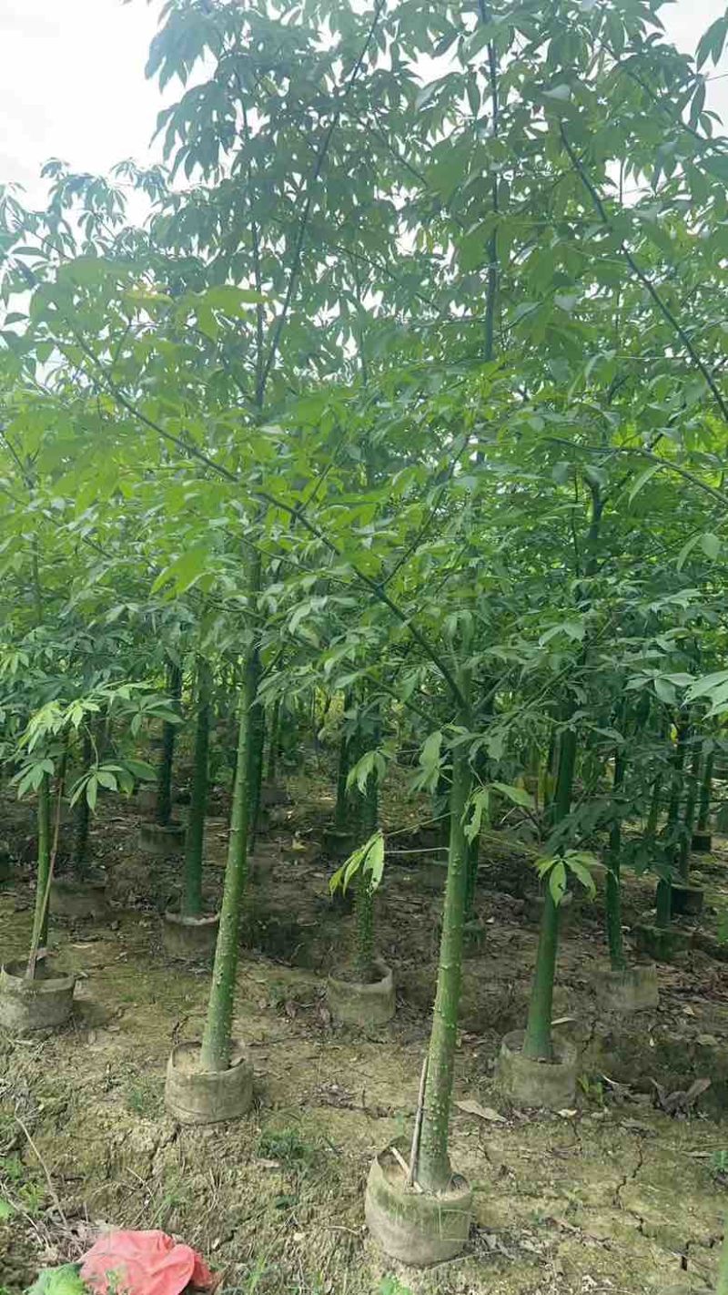 美丽木棉2-15分，大量低价出售