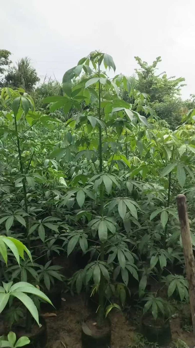 美丽木棉2-15分，大量低价出售