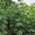 美丽木棉2-15分，大量低价出售