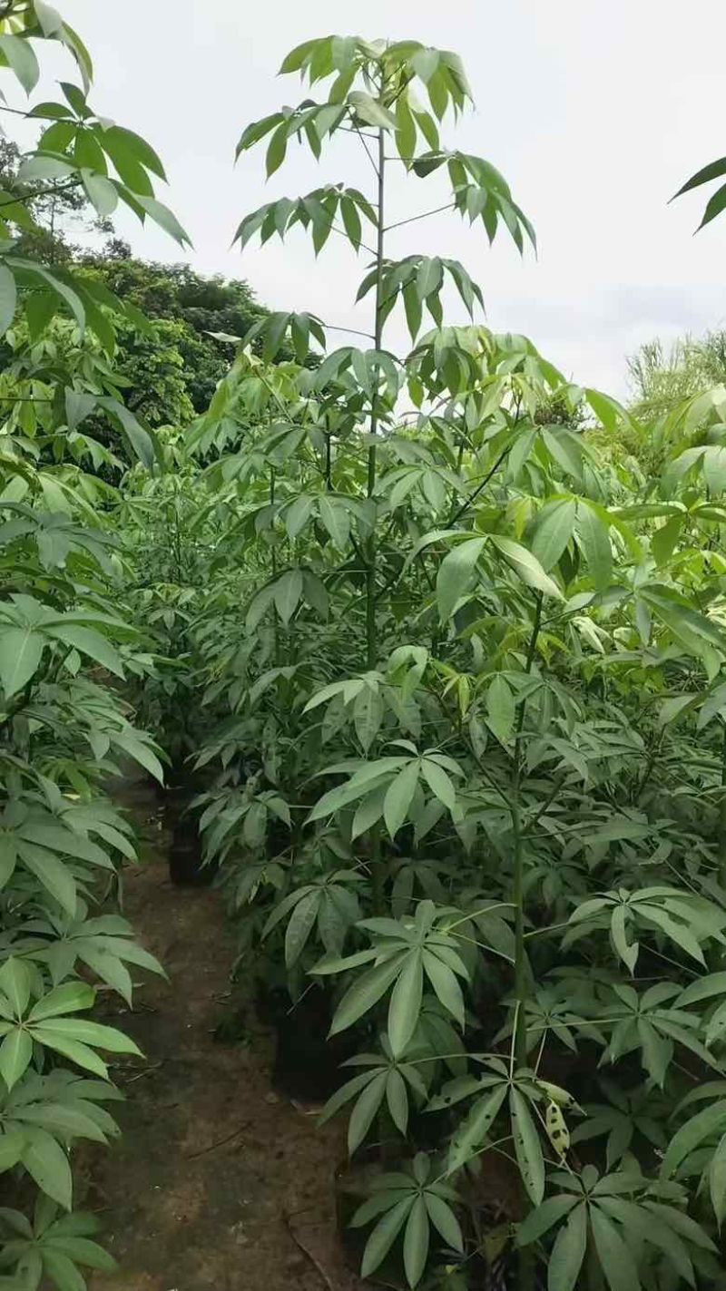美丽木棉2-15分，大量低价出售