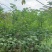 美丽木棉2-15分，大量低价出售