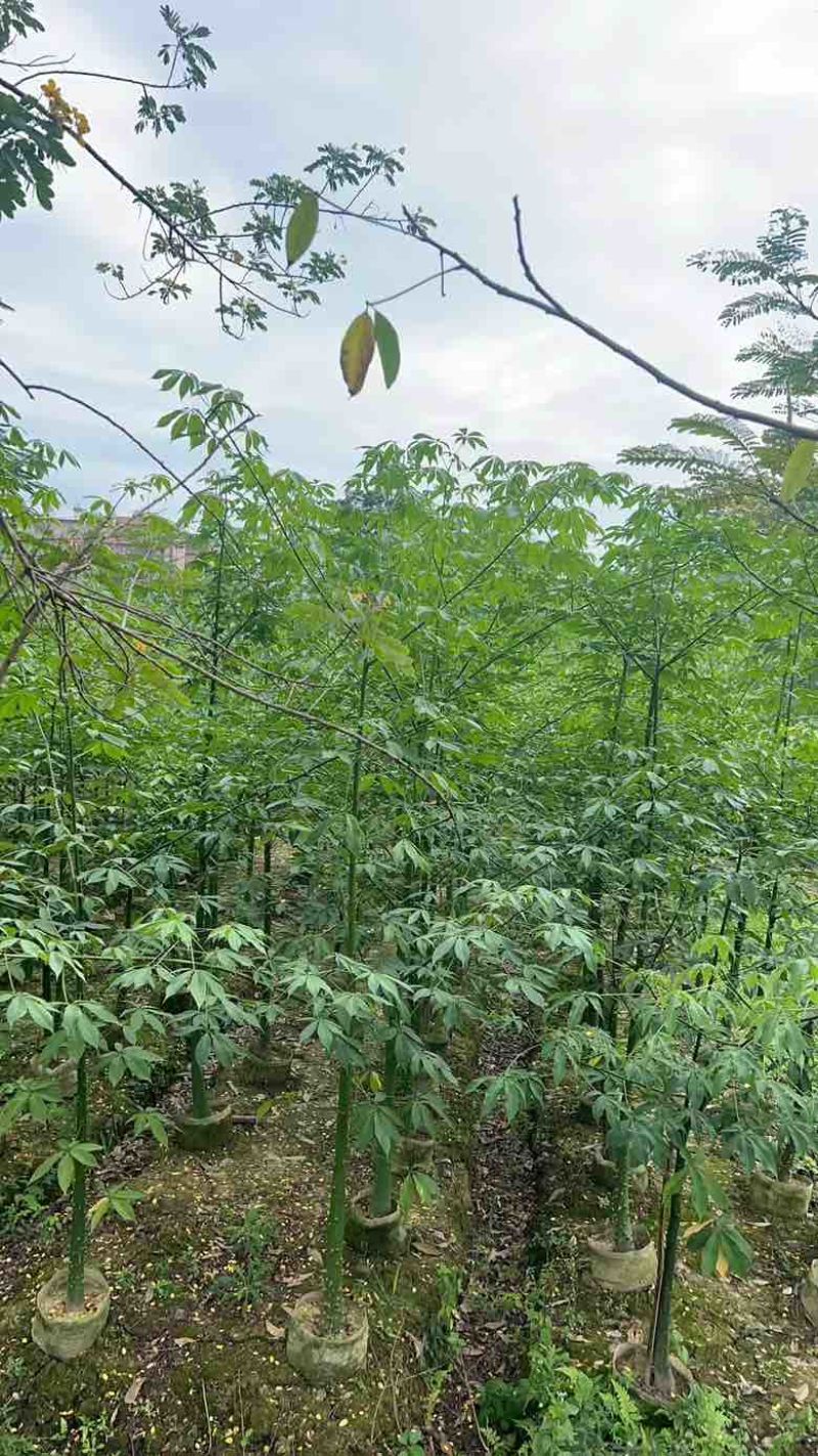 美丽木棉2-15分，大量低价出售