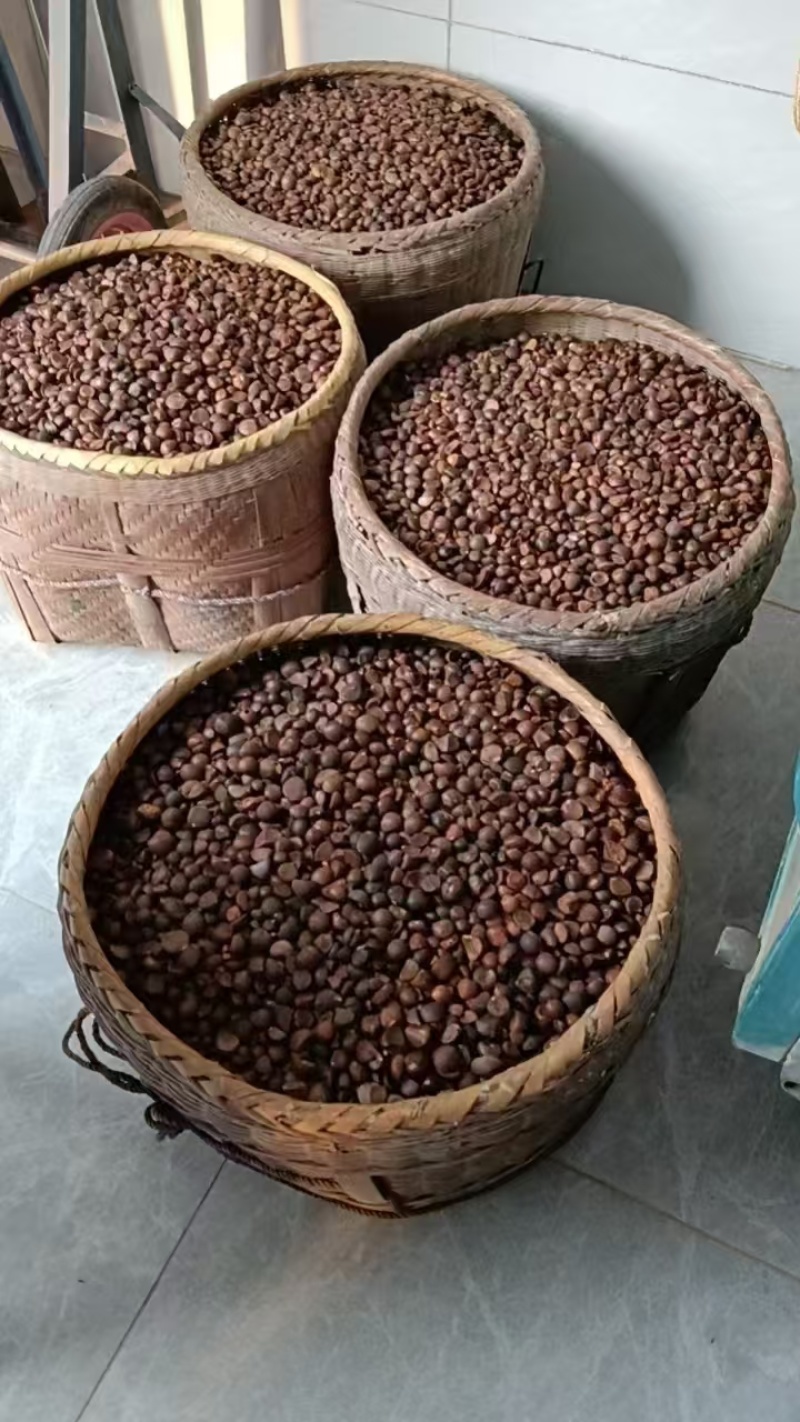 湖南浏阳山茶籽