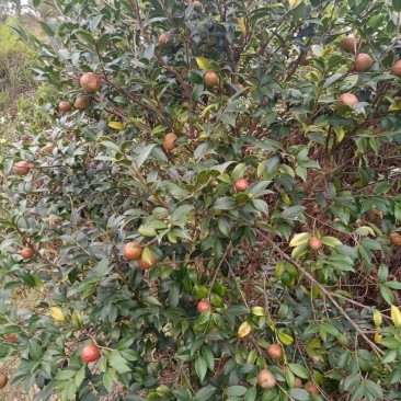湖南浏阳山茶籽