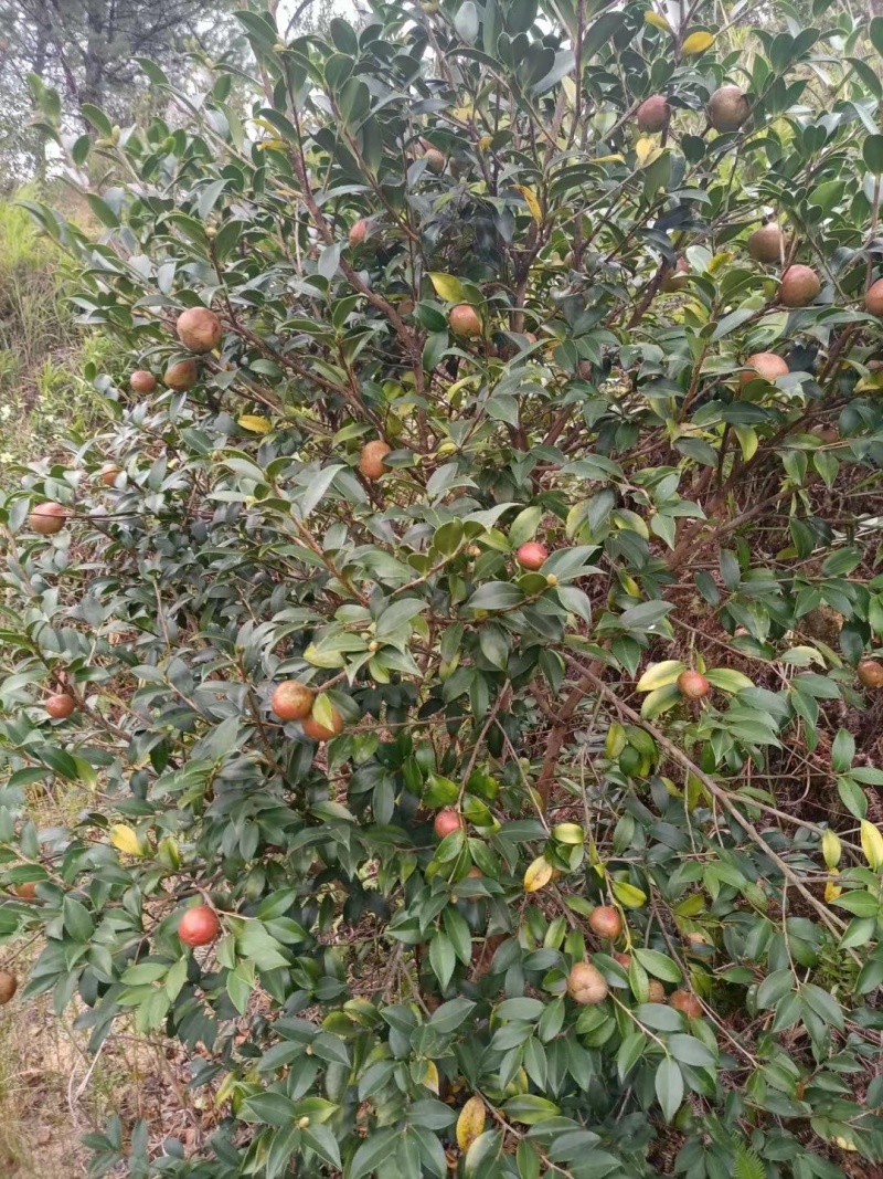 湖南浏阳山茶籽