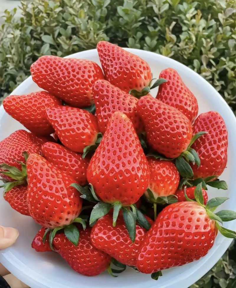 张家口宣化区，草莓基地直供，红颜草莓，奶香，99，只出本