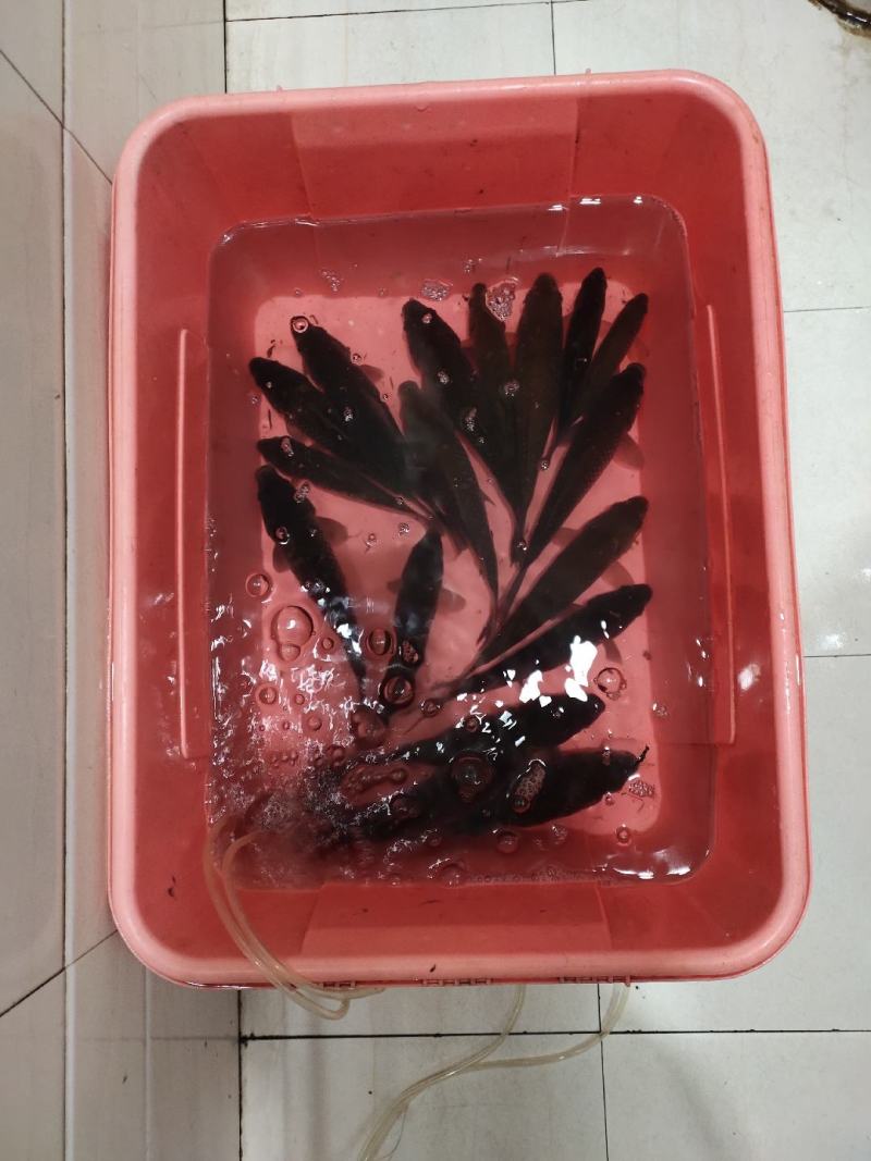 活鲫鱼