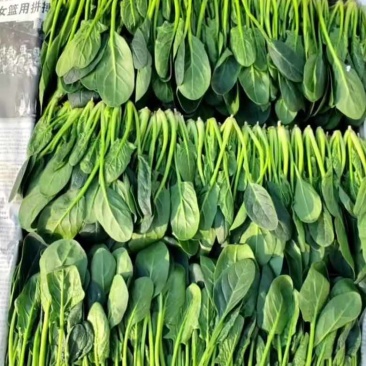 精品三排