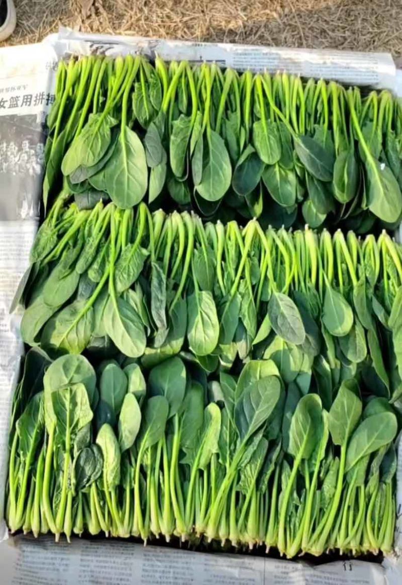精品三排
