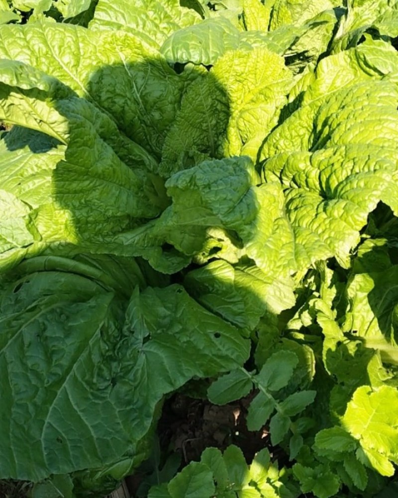 湖南省常德市澧县小渡口镇，有芥菜，
