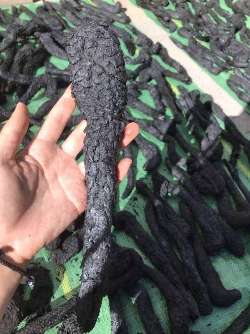 肉苁蓉大云新疆货大货批发一手货源量大从优欢迎选购