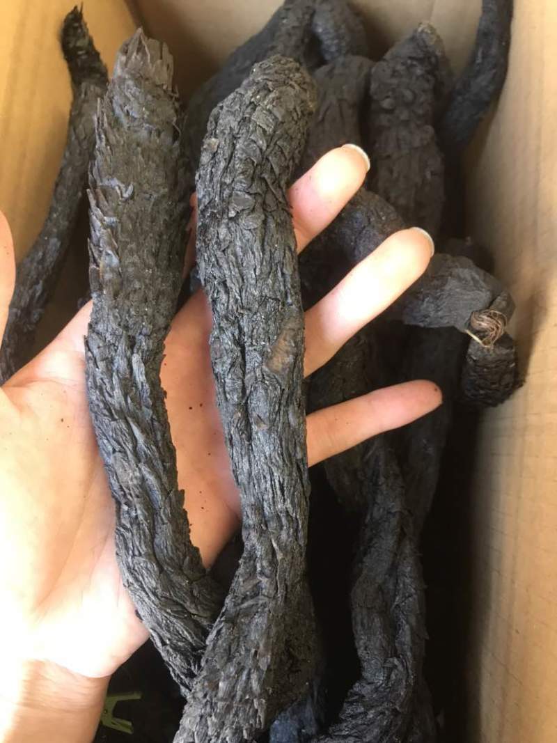 肉苁蓉大云新疆货大货批发一手货源量大从优欢迎选购
