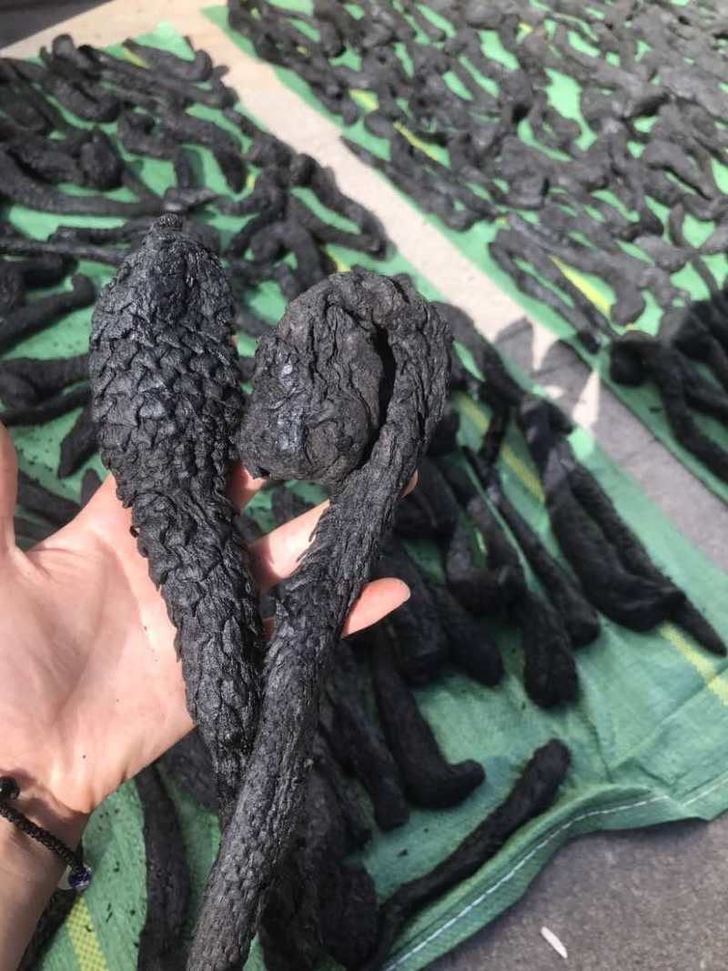 肉苁蓉大云新疆货大货批发一手货源量大从优欢迎选购