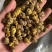 铁皮石斛干条枫斗紫皮石斛全化渣胶质好量大从优
