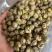 铁皮石斛干条枫斗紫皮石斛全化渣胶质好量大从优