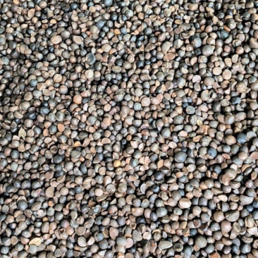 广西凤山山茶籽