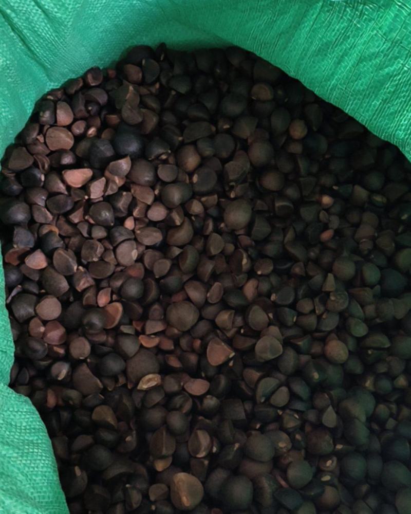 广西凤山山茶籽