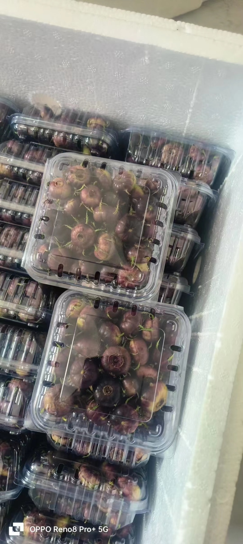 红参果
