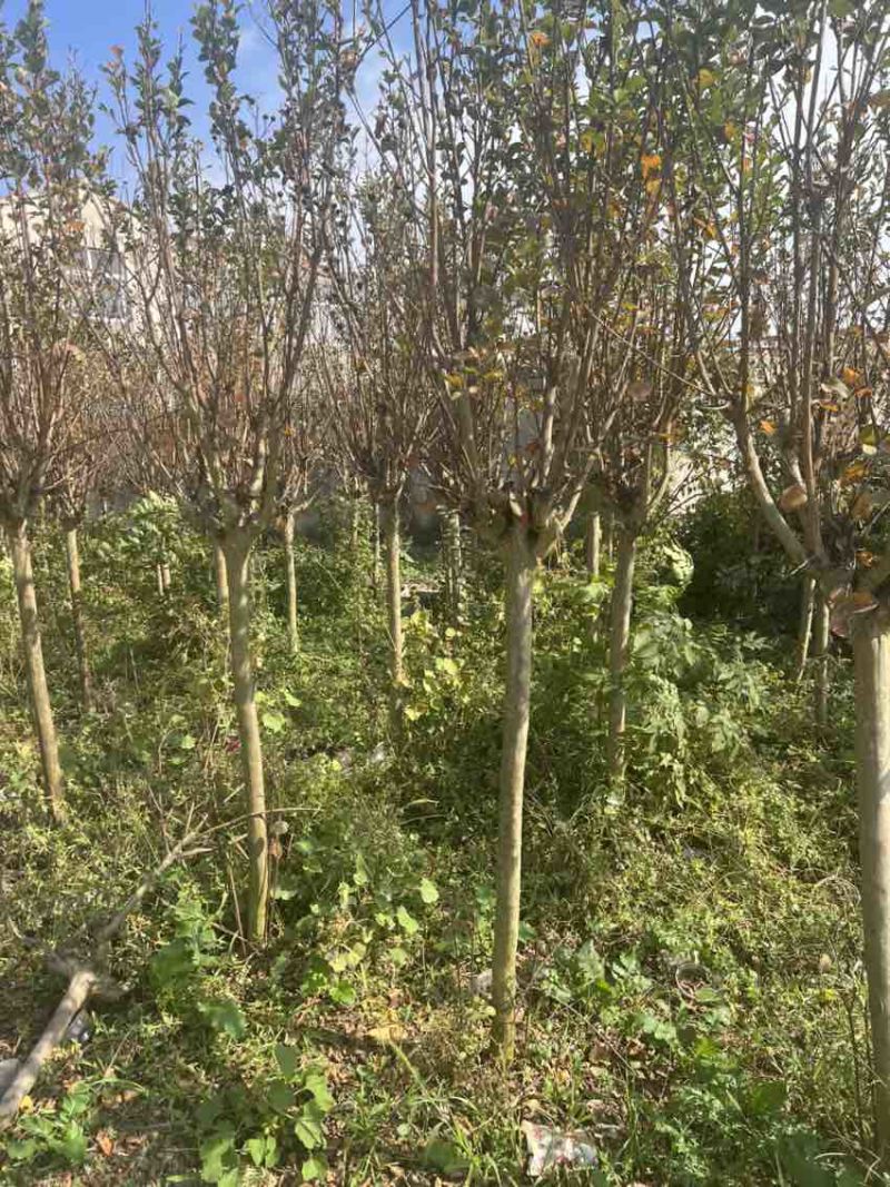 紫叶李5～6公分