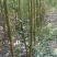 垂柳3～5公分
