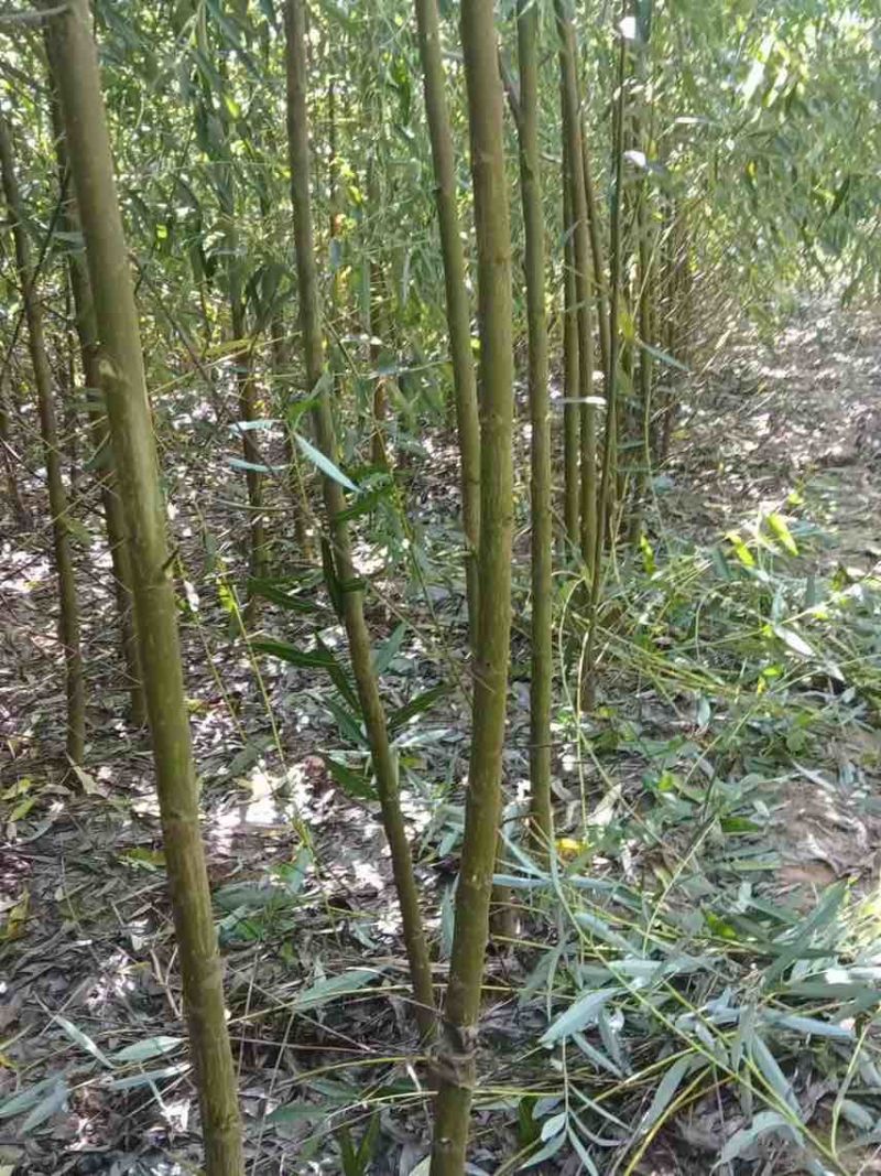 垂柳3～5公分