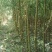 垂柳3～5公分