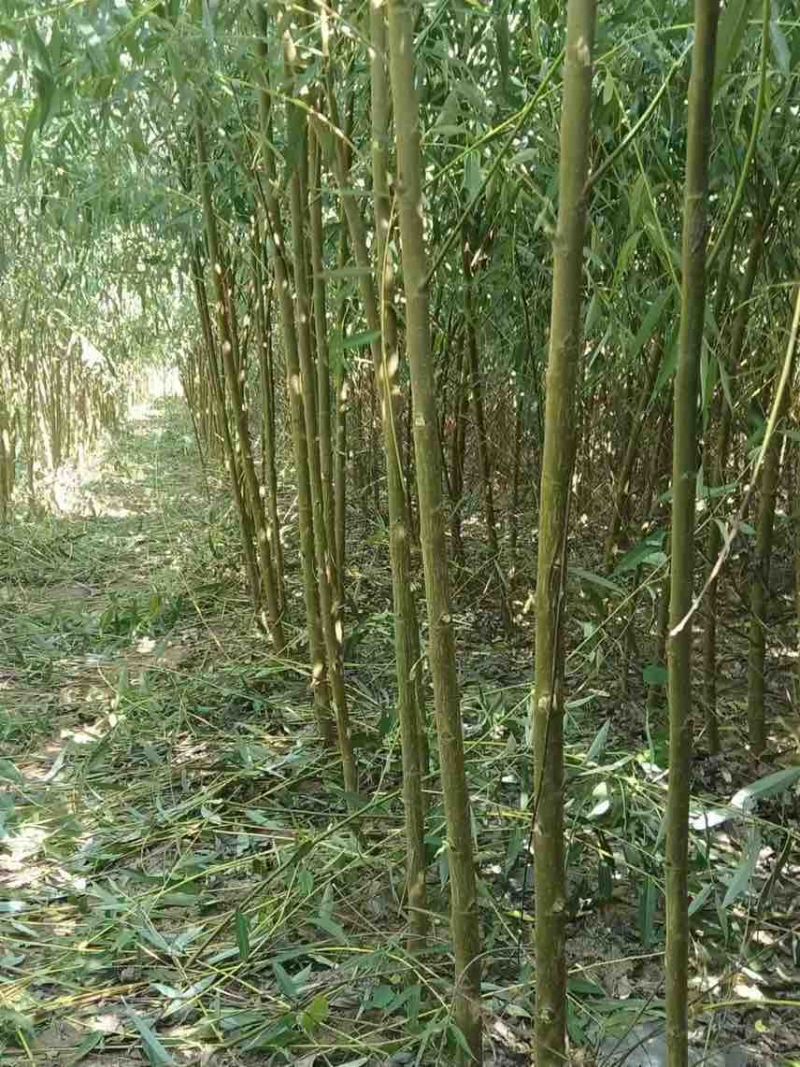垂柳3～5公分