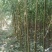垂柳3～5公分