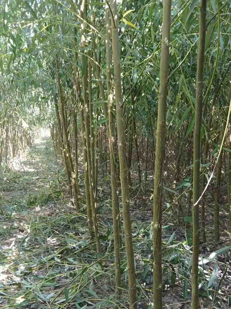 垂柳3～5公分