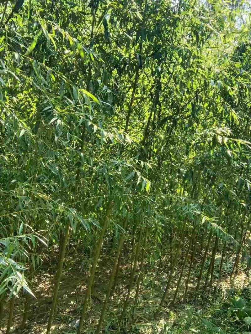 垂柳3～5公分