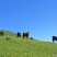 纯高山放养，价格到位可以提供很多。