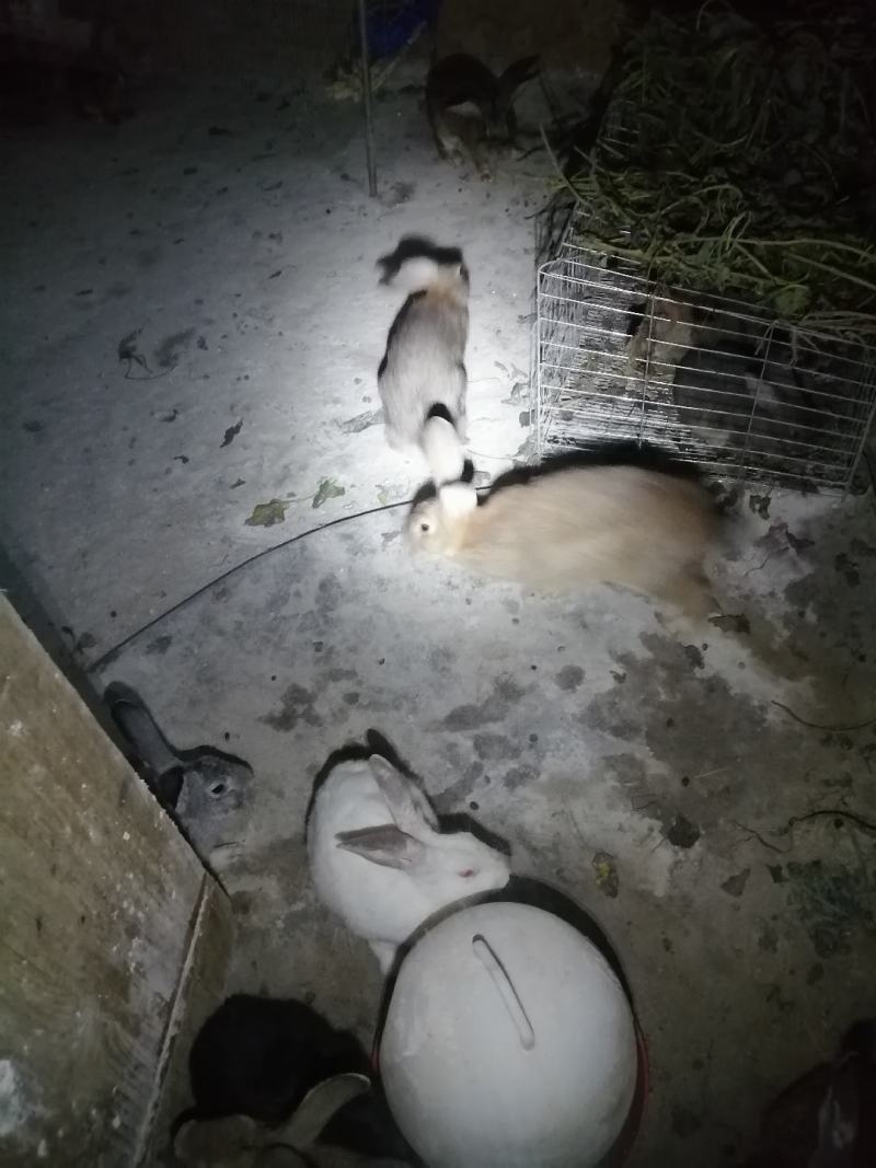 家养兔