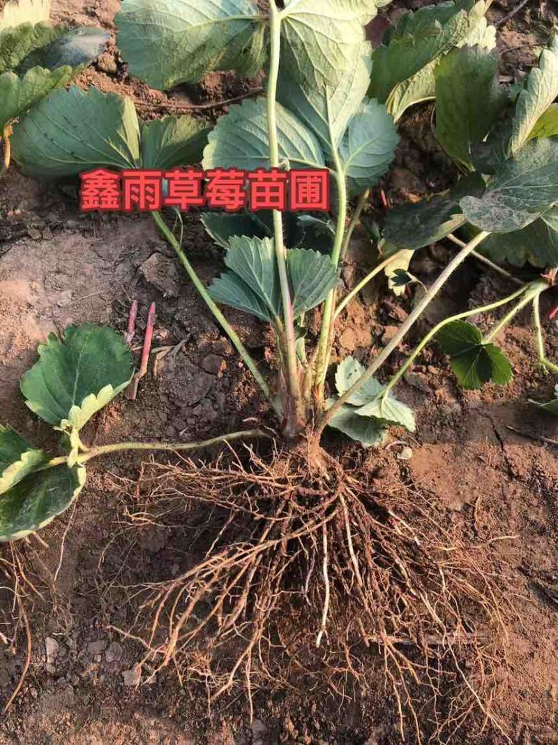 红玉藏乡甜查理草莓苗