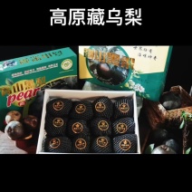 西藏黑梨高原藏乌梨大量现货