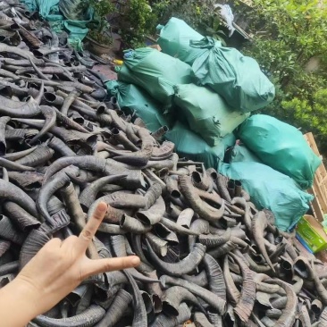 大量出水牛角