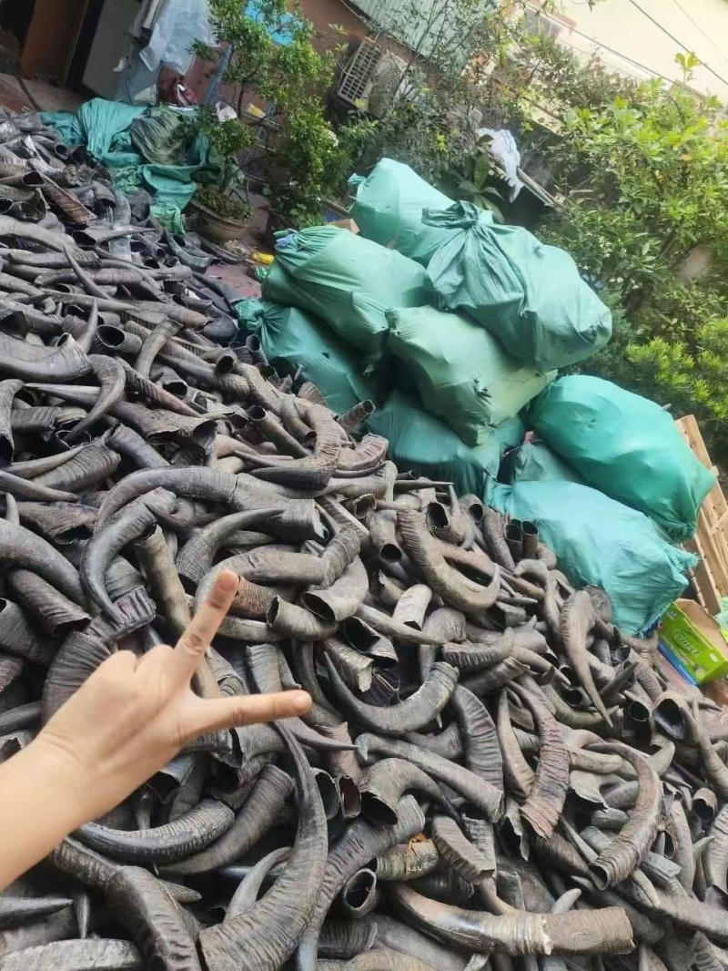 大量出水牛角