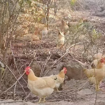 126天祝氏三黄🐔4.1斤，老水漂亮