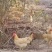 126天祝氏三黄🐔4.1斤，老水漂亮